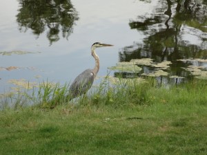 Heron4