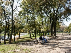 The Mount Airy Dog Park